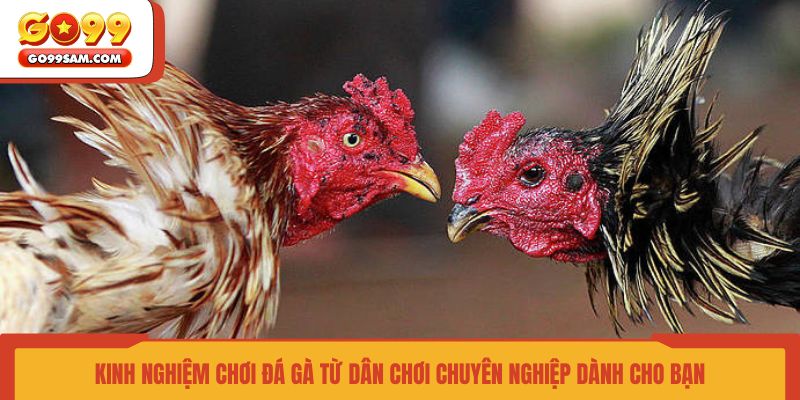 kinh-nghiem-choi-da-ga-tu-dan-choi-chuyen-nghiep-danh-cho-ban