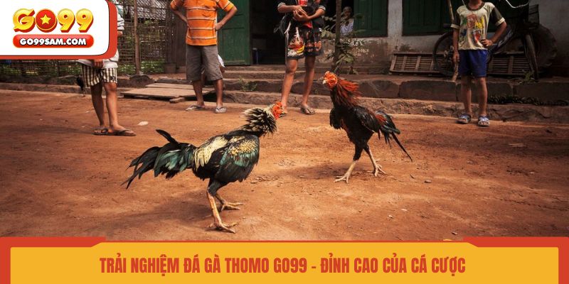 trai-nghiem-da-ga-thomo-go99-dinh-cao-cua-ca-cuoc